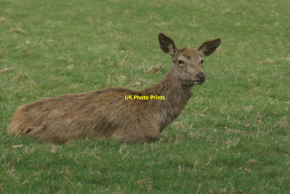 Photo 6"x4" Deer in Wollaton Park Beeston\/SK5236 c2013