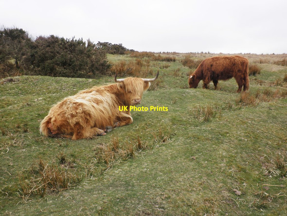 Photo 6"x4" Highland cattle on Tarr Ball Hill Doverhay c2013