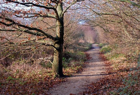 Photo 6"x4" Autumn Path - Ashton Ashton-in-Makerfield c2005
