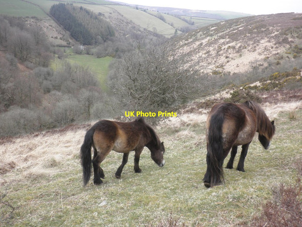 Photo 6"x4" Exmoor Ponies, on Tarr Ball Hill Doverhay c2013