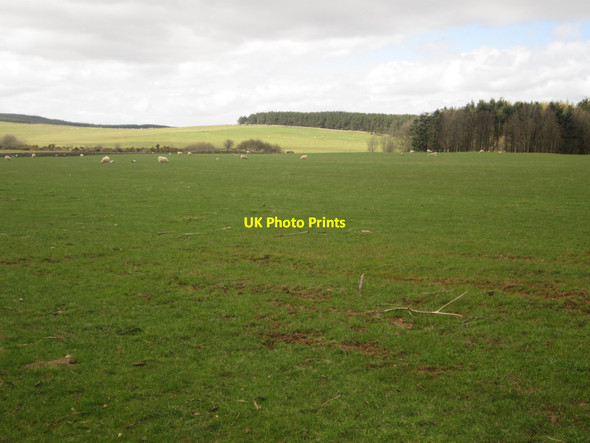 Photo 6"x4" Sheep grazing on Whinney Hill Belford\/NU1033 c2013