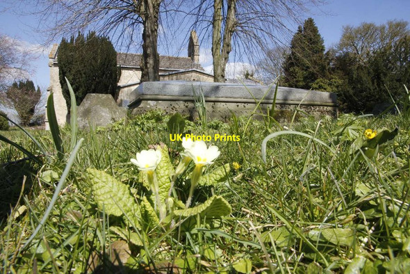 Photo 6"x4" Down with the primrose Kelmscot c2013