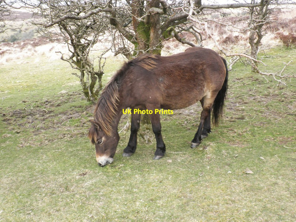 Photo 6"x4" Exmoor Pony, above Nutscale Reservoir Doverhay c2013