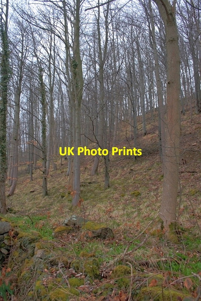 Photo 6"x4" Irongate Plantation Marrick c2013