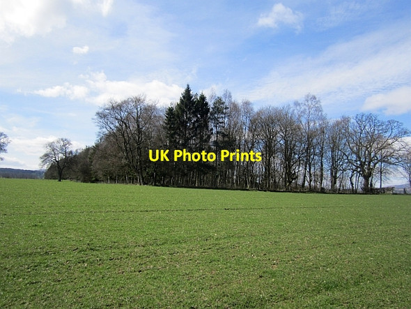 Photo 6"x4" Woodland, Strageath Dargill c2013