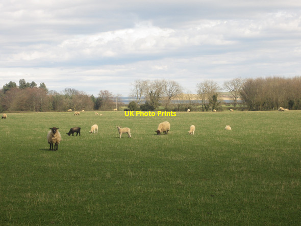 Photo 6"x4" Sheep grazing near Easington Elwick\/NU1136 c2013