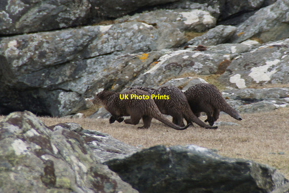 Photo 6"x4" Otter family, Muness Muness c2013