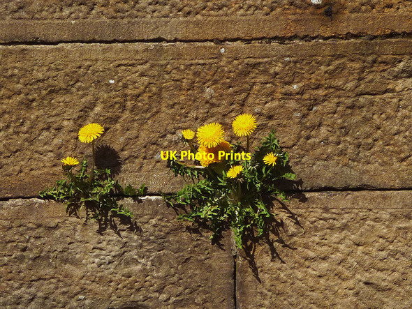 Photo 6"x4" Dandelions at Third Lock, Glasson Branch Canal Conder Green c2013