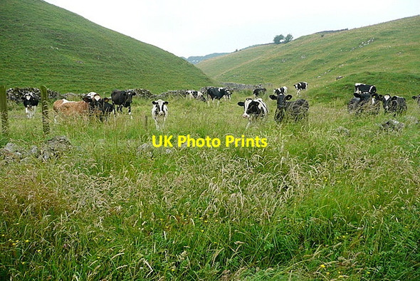 Photo 6"x4" Cattle in Gratton Dale Pikehall c2012
