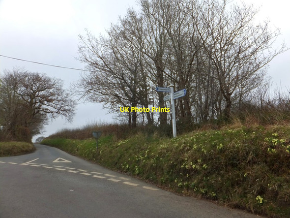 Photo 6"x4" Dornaford Cross with primroses on the verge Belstone Corner c2013