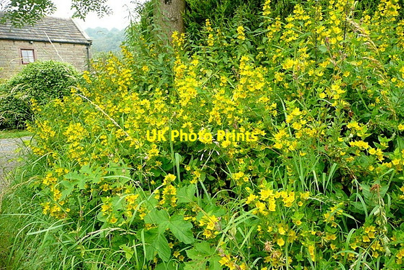 Photo 6"x4" Hedgerow flowers on Dudwood Lane Dale End\/SK2161 c2012