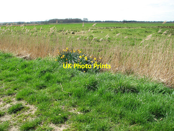 Photo 6"x4" Daffodils beside the footpath, Cantley Cantley\/TG3803 c2013