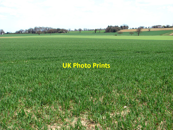 Photo 6"x4" Wheat crop by Hill Farm, South Burlingham Lingwood c2013