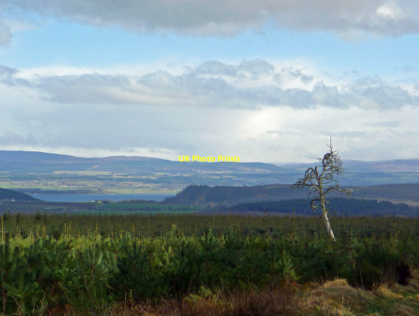 Photo 6"x4" Surviving tree  Killen\/NH6758 c2013