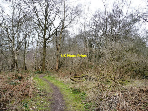 Photo 6"x4" Path through Watermills Wood Alsagers Bank c2013