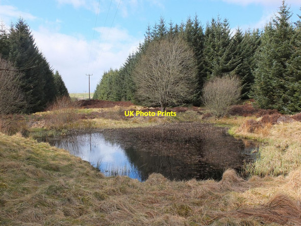 Photo 6"x4" Pond in Nether Stewarton forest Harehope\/NT2044 c2013