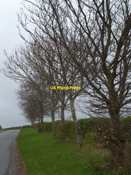 Photo 6"x4" Grass verge with young trees Sampford Courtenay c2013
