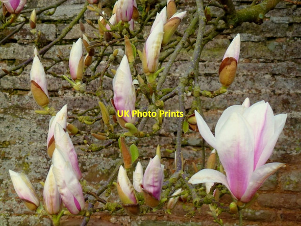 Photo 6"x4" Magnolia soulangiana Linton\/SO6625 c2013