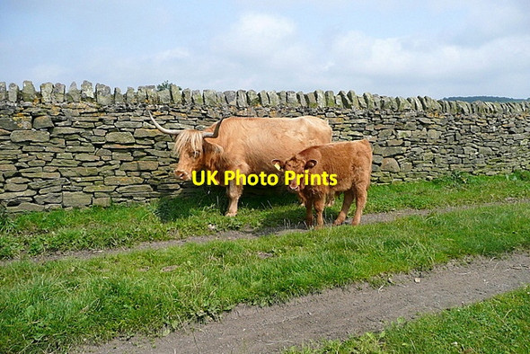 Photo 6"x4" Cattle on the byway Curbar c2012
