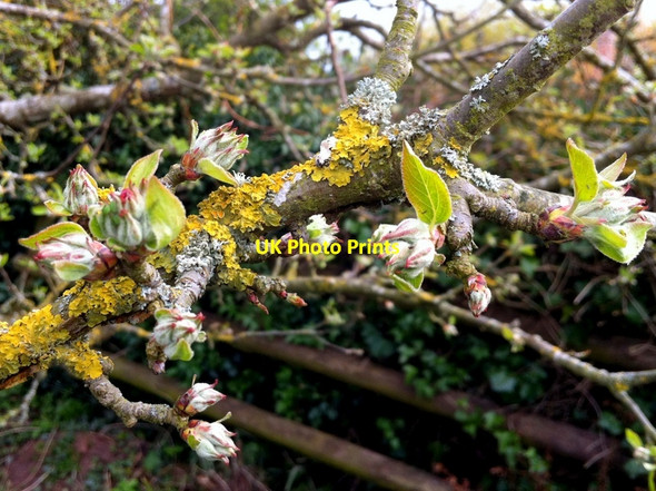Photo 6"x4" Apple blossom buds, 2013 Bromsash c2013