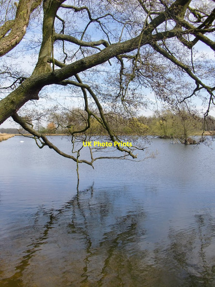 Photo 6"x4" Alder tree overhanging the Upper Pen Pond, April Richmond\/TQ1874 c2013