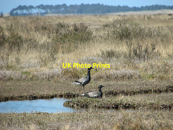 Photo 6"x4" Brent geese (Branta bernicla), Stiffkey saltmarsh Stiffkey c2013