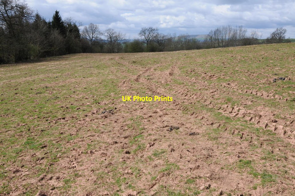 Photo 6"x4" Field near Ty-coch Wood Tal-y-coed c2013