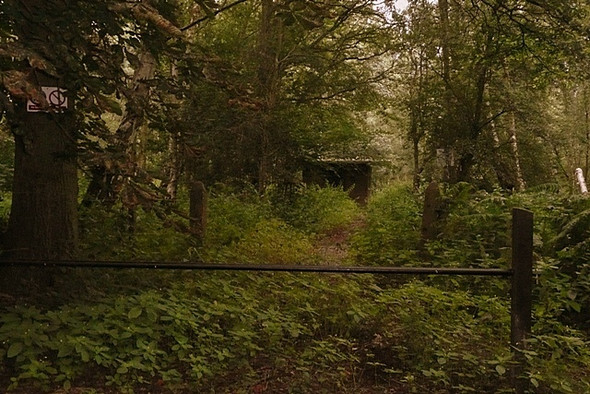 Photo 6"x4" Faircross Plantation Curridge c2008