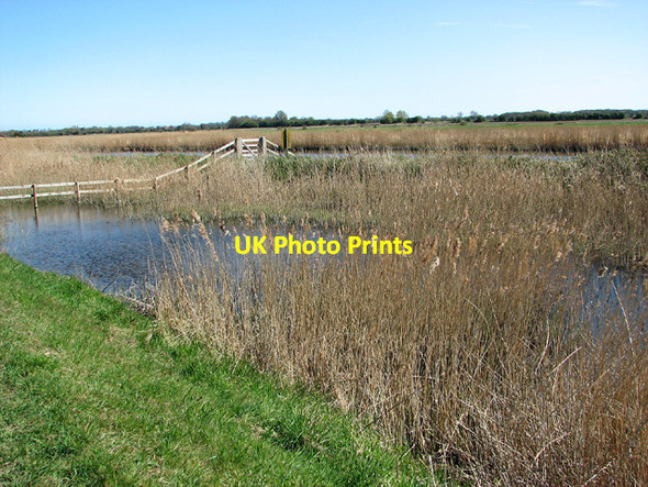 Photo 6"x4" Reeds beside the River Bure, Acle Acle c2013