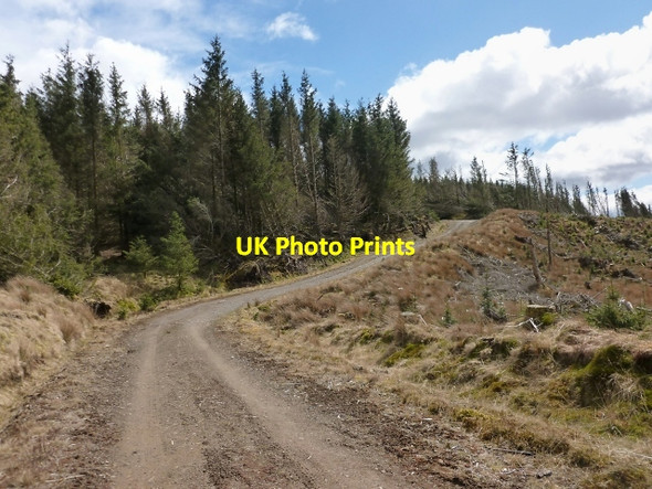 Photo 6"x4" Forestry track Arden\/NS3684 c2013