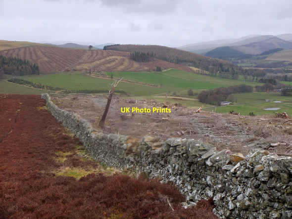 Photo 6"x4" Clear felled plantation, Wrae Hill Rachan Mill c2013