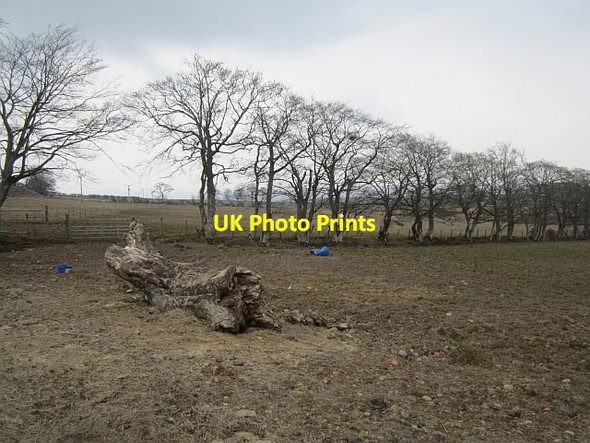 Photo 6"x4" Waiting for Spring Kirkfieldbank c2013