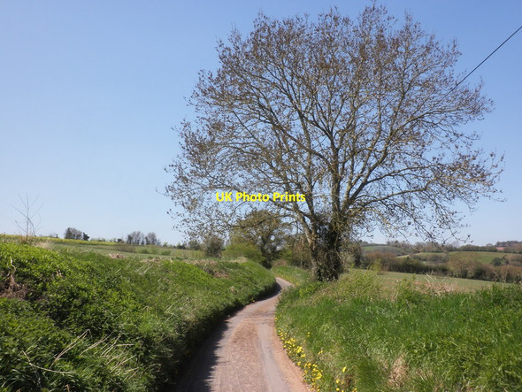 Photo 6"x4" Country lane, north west of Halse Northway\/ST1329 c2013
