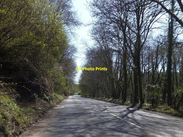 Photo 6"x4" Woodland south of Stony Bridge Knowle\/SS4938 c2013