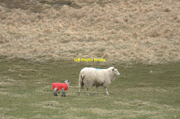 Photo 6"x4" Lamb in a pac-a-mac. Lamba Ness Kirkaton c2013