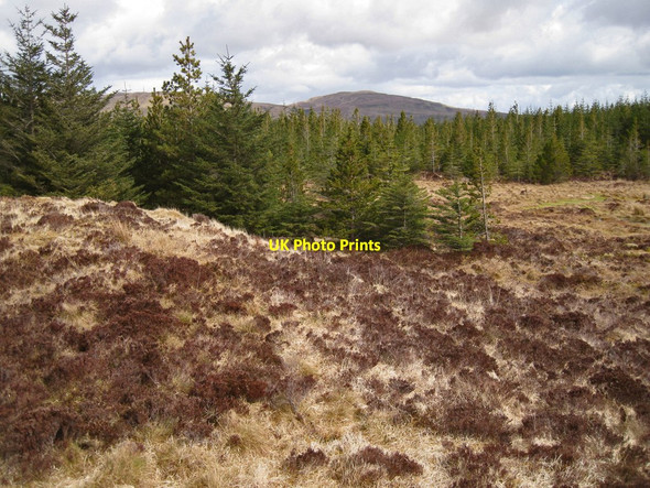 Photo 6"x4" Within Tungadal Forest Totardor c2013