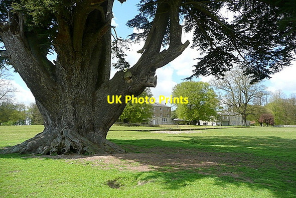 Photo 6"x4" Cedar in Brightwell Park Brightwell Baldwin c2013