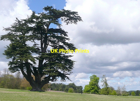 Photo 6"x4" Cedar in Brightwell Park Brightwell Baldwin c2013 P1
