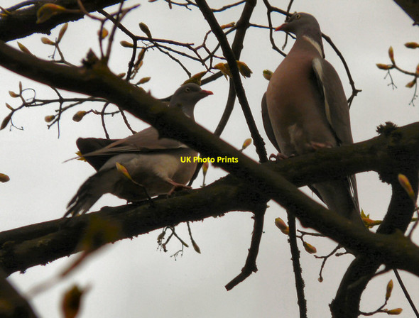 Photo 6"x4" Bill and Coo Hyde\/SJ9494 c2013