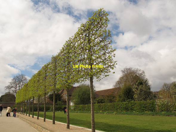 Photo 6"x4" Hall Place, pleached trees Crayford\/TQ5174 c2013