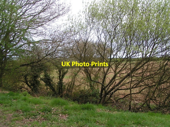 Photo 6"x4" Trees and fields near Quentance Farm, seen from the National Cycle Route 2 Littleham\/SY0281 c2013