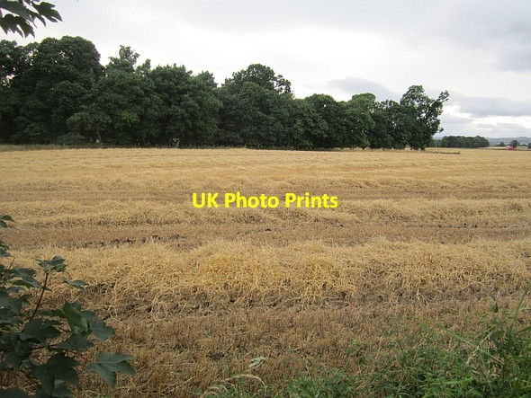 Photo 6"x4" Harvested barley Meikleour c2012