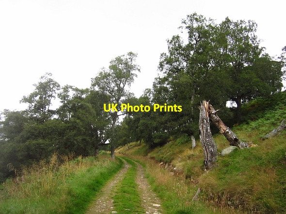 Photo 6"x4" Road to Auchtavan Thistledae c2012