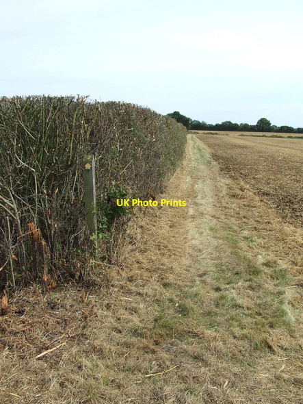 Photo 6"x4" Hedge And Path Belchamp Walter c2012