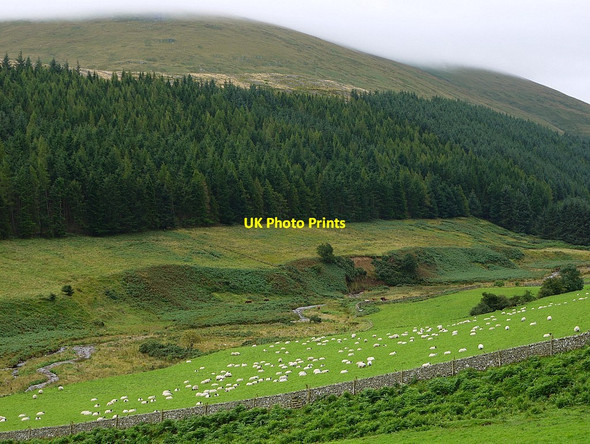 Photo 6"x4" Sheep field near Southernknowe College Burn c2012