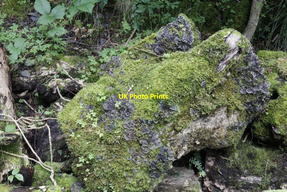 Photo 6"x4" Fungi growing on the log Llansantffraed-in-Elwel c2012