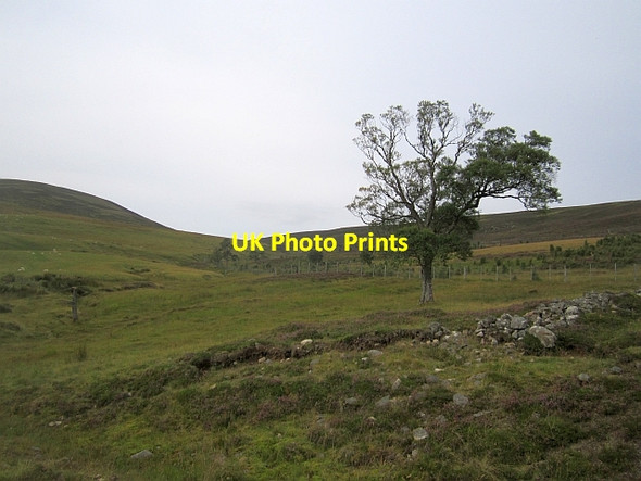 Photo 6"x4" Woodland, Glen Ey Inverey\/NO0889 c2012