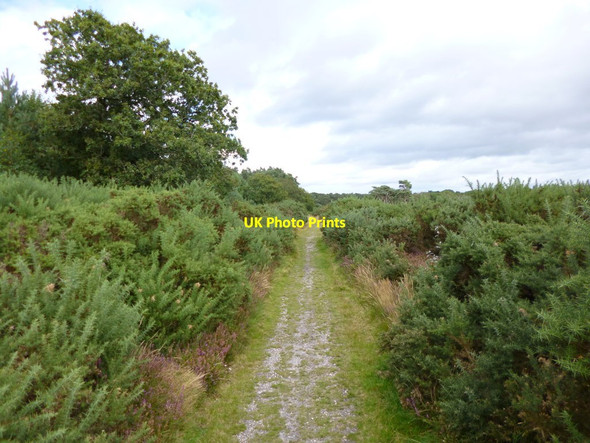 Photo 6"x4" Burton Common, track Godswinscroft c2012