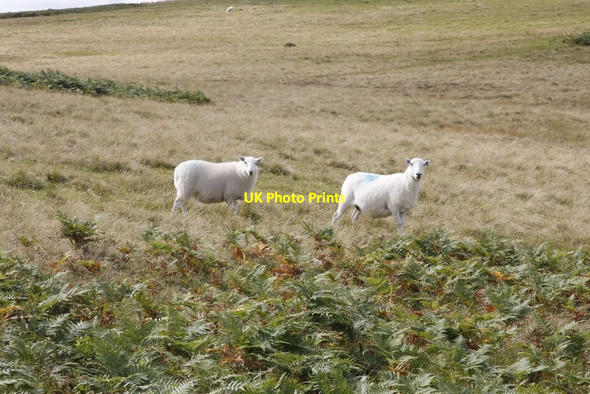 Photo 6"x4" Sheep on the hillside Llansantffraed-in-Elwel c2012