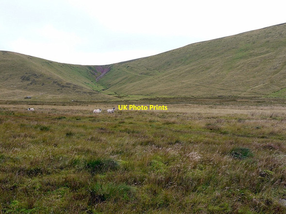 Photo 6"x4" Red Cribs from College Valley Sourhope c2012